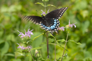 butterfly (with slight movement) on a flower (monarda)