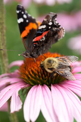 the butterflies and the bees