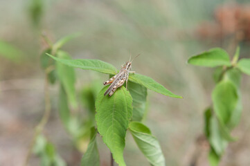 grasshopper