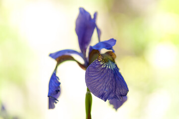 blue iris flower isolated on a light whimsical background
