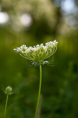 close up of queen anne's lace isolated on a green background