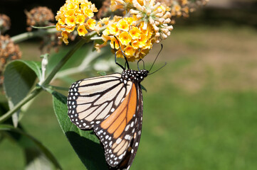 Fototapeta na wymiar monarch butterfly on a yellow Buddleia davidii flower