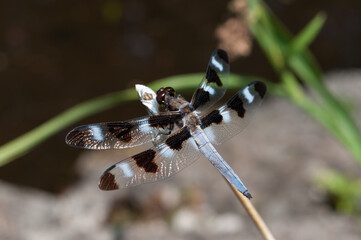 skimmer dragonfly (Libellula pulchella) on a branch in the sun