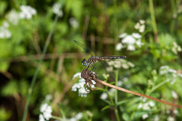 dragonfly on a dried flower stem
