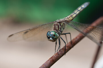 dragonfly perched on a metal object
