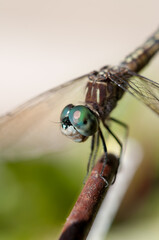 portrait of a dragonfly