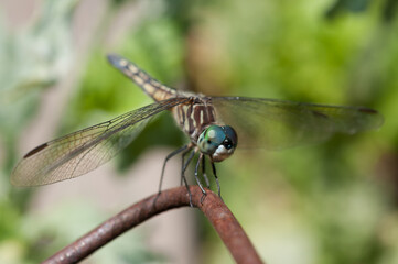 dragonfly on a metal object in the garden