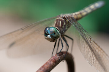 close up of a dragonfly on a metal object
