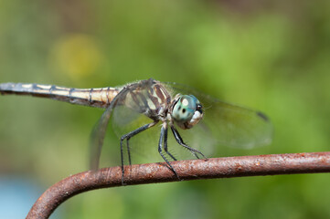 dragonfly in the garden