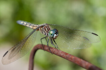 close up of a dragonfly