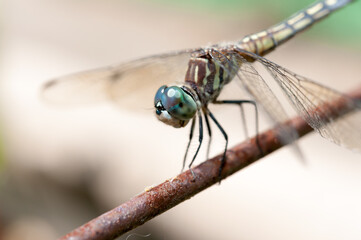 dragonfly close up