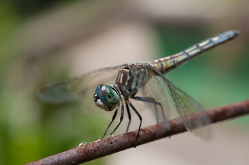 close up of a dragonfly balancing on a rusty metal rod