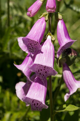 purple foxglove blossoms in strong light © eugen