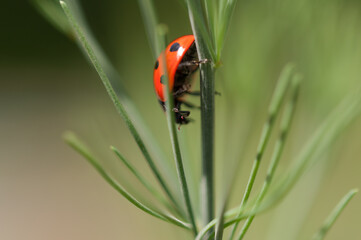 ladybug on grass