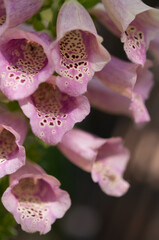 pink foxglove with spots in the sun © eugen
