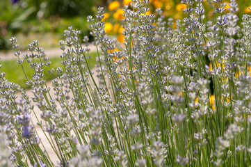 spikes of lavender flowers in the garden