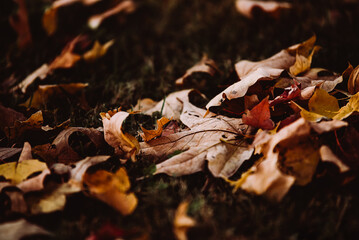 Fall Leaves