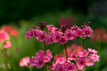 Obraz premium pink Primula bulleyana or candelabra primulas