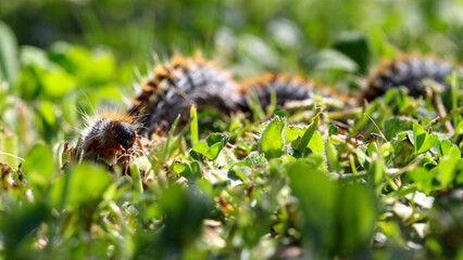 plusieurs chenilles (chenille) processionnaires (processionnaire) du pin dans de l'herbe verte (gazon vert) en troupeau en gros plan (macro) - (thaumetopoea pityocampa)