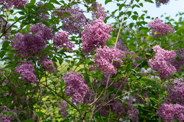 several Syringa vulgaris or lilac blossoms (some partly licked by the sun)