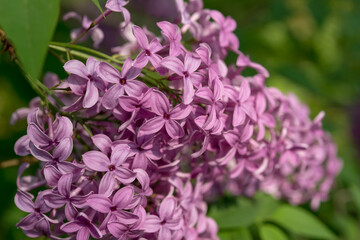 Syringa vulgaris or lilac blossoms in the sun
