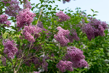 Syringa vulgaris or lilac shrub with multiple blooms