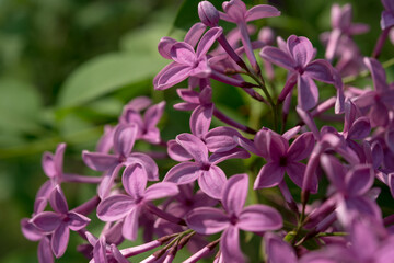 violet Syringa vulgaris or lilac blossoms up close