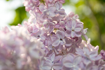 pink and blue Syringa vulgaris or lilac blossoms close up