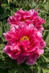 hot or deep pink Paeonia × suffruticosa blossom close up