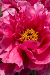 hot or deep pink Paeonia × suffruticosa blossom close up