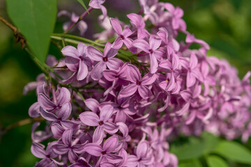 violet pink flowers close up