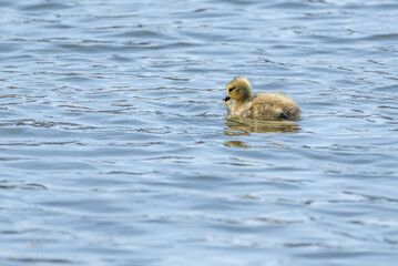 Fuzzy yellow baby goose swimming alone in blue pond