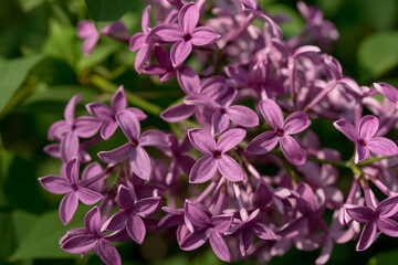 Syringa vulgaris or lilac blossom in the sun