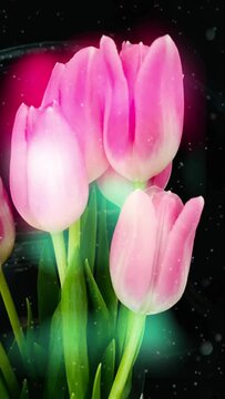 Vertical video of tulips against black with light leaks