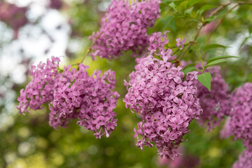 branches with lilac blossoms and leaves in the park