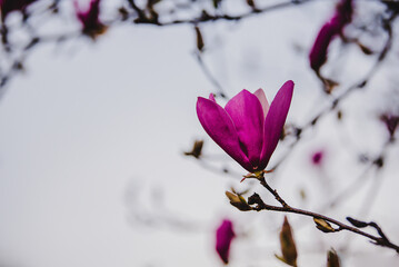 Spring blooms