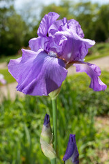 purple blue iris in the sun