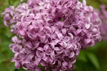 lilac flowers