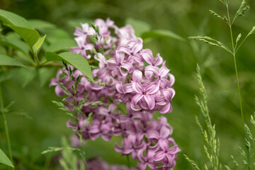 branch of lilac flower near grass
