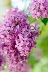 pink flowers in the garden