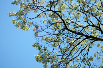 branches against blue sky