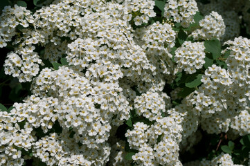 meadowsweet or spirea blossoms in the sun