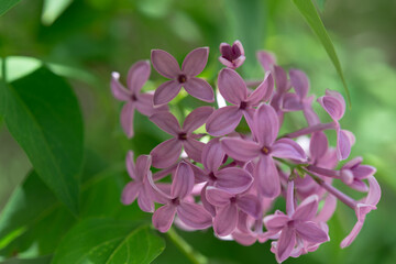 lilac blossoms on a green background