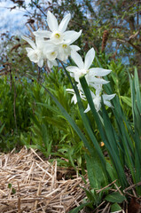 white daffodils in the garden