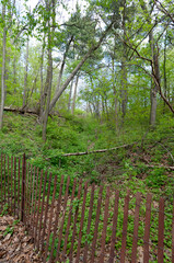 Obraz premium trees in the park - springtime
