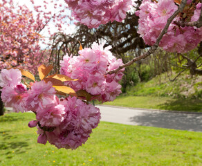 pink blossoms in spring
