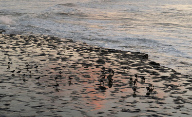 Birds on the beach in the waves