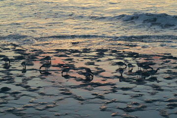 Birds on the beach in the waves
