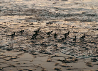Birds on the beach in the waves