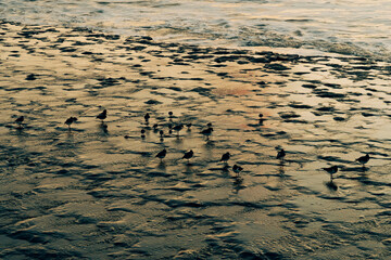 Birds on the beach in the waves